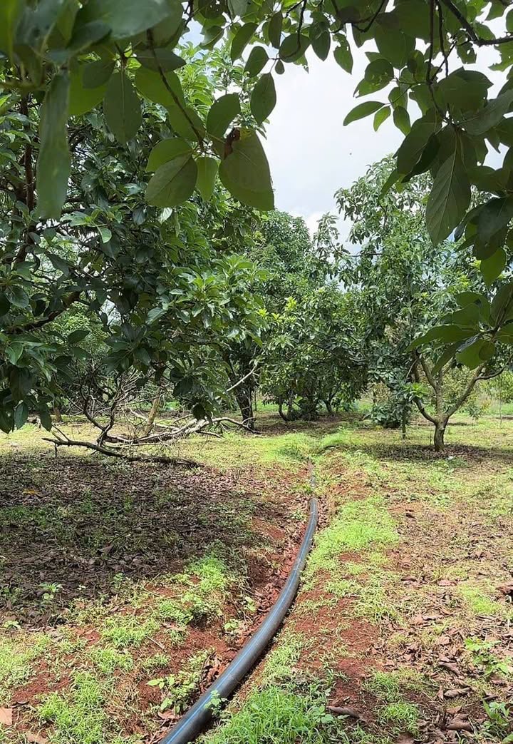 Farm 20ha tại Ea Khal, Ea H'leo, Đắk Lắk giá 57 tỷ - Đầu tư sinh lời ổn định!