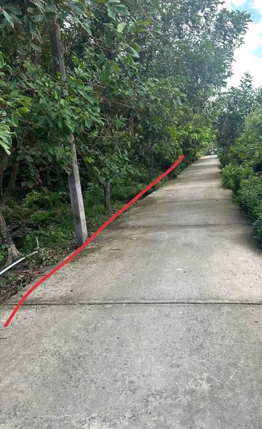 Đất vườn chôm chôm xã Phú Phụng 2500m² giá 650 triệu - Đầu tư sinh lời ngay!