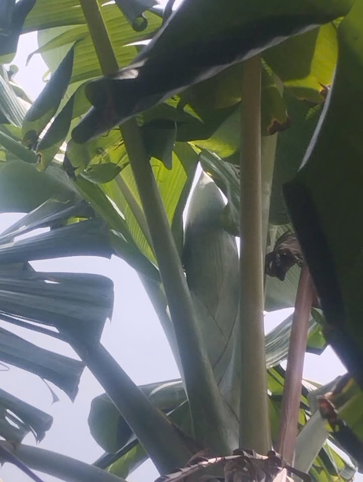 Bán lô biệt thự tại KDC Bắc Gò Đá 200m² giá từ 2 tỷ - Đối diện trường mầm non Lê Hồng Phong!