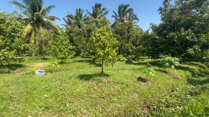 Đất vườn 4 công 8 tại Tân An, An Giang - Chỉ 1,5 tỷ, sẵn sàng thu hoạch!