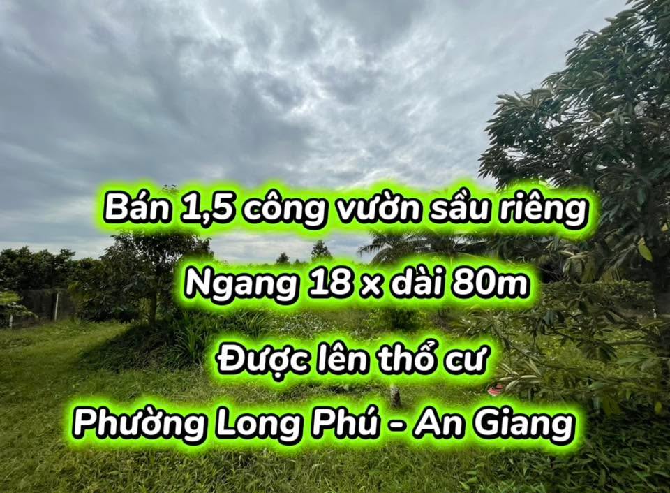 Đất vườn sầu riêng 1500m² tại Long Phú, An Giang - Đường ô tô vào tận nơi!