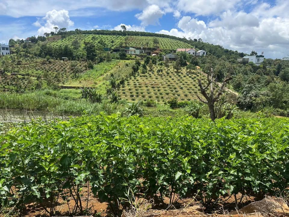 Đất nền Bảo Lộc 5000m² giá 5 tỷ - Cơ hội đầu tư hấp dẫn!