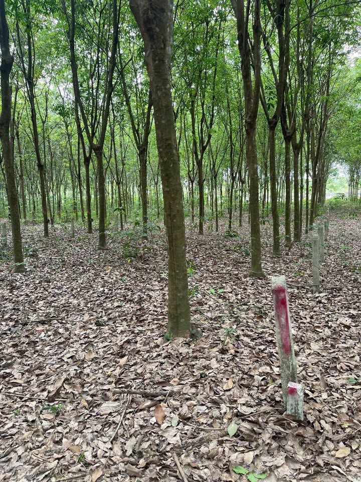 Đất nền 500m² thị trấn Dầu Tiếng giá 600 triệu - Cơ hội đầu tư tuyệt vời!