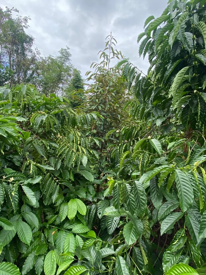 Đất rẫy Cư Suê 2600m² giá 1 tỷ - Đầu tư sinh lời tuyệt vời!