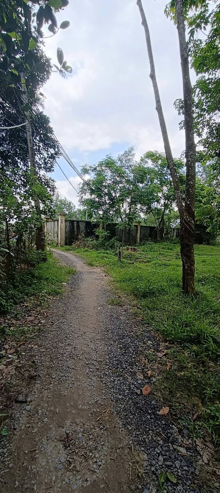 Đất Nhuận Đức Củ Chi 1245m² giá 1.8 tỷ - Đường thông xe hơi