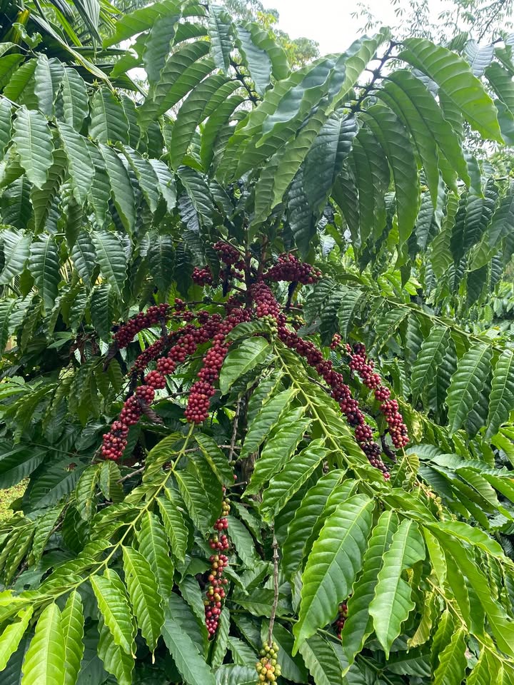 Đất nền 6 sào tại Cư Kuin, Đắk Lắk - Giá chỉ 1.62 tỷ, gần dân cư!