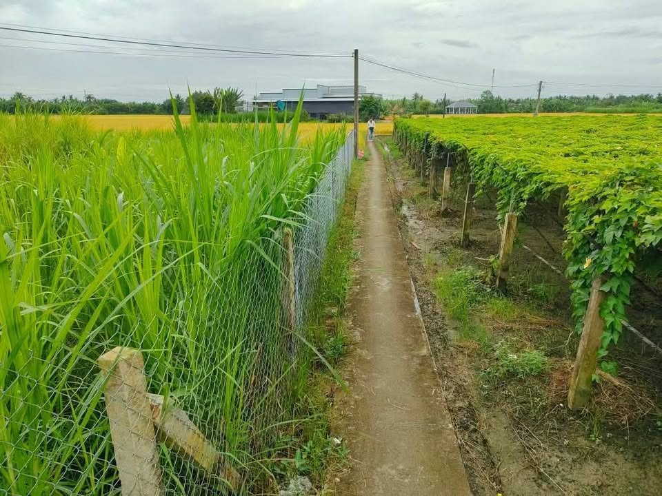 Đất nền 1500m² tại Bình Phú, Gò Công Tây - Giá chỉ 580 triệu!