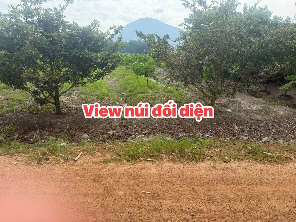 Đất nền Tân Hưng Tân Châu 1000m² giá 1.1 tỷ - View núi tuyệt đẹp!