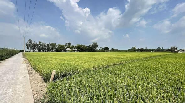 Đất ruộng Phú Hiệp, Phú Tân 10229m² giá 691.8 triệu - Tiềm năng đầu tư lớn!