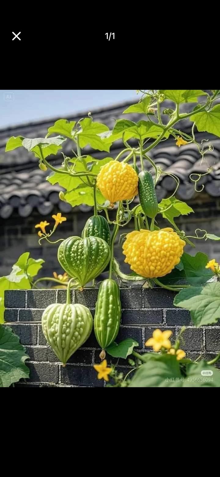 Đất nền Đức Phú, Tánh Linh 217m² giá 420 triệu - Sổ hồng chính chủ!