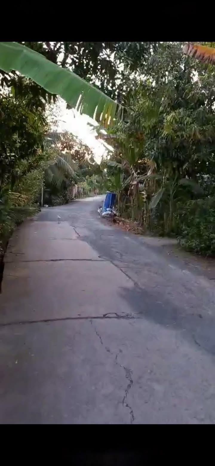 Đất mặt tiền lộ 3m xã Hậu Mỹ Bắc B, Cái Bè 3660m² - Giá mềm 1,995 tỷ!