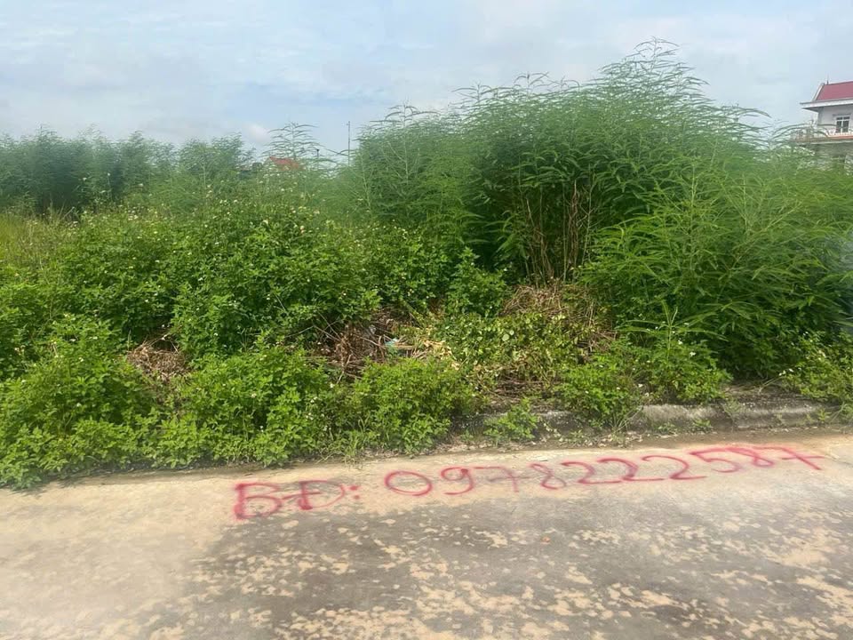 Lô đất đẹp 240m² tại Hoàng Tân, Chí Linh, Hải Dương - Đầu tư sinh lời!