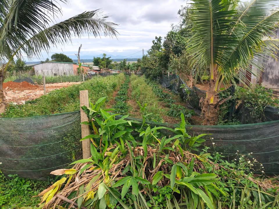 Đất thổ cư 100m² Làng Wau, An Phú, Pleiku giá chỉ 300 triệu - Cơ hội đầu tư tuyệt vời!