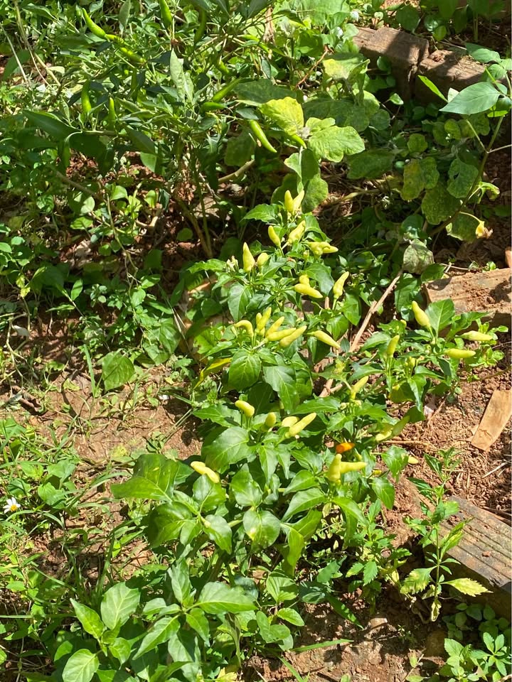 Đất mặt tiền Hoàng Sa, phường Diên Phú, 1000m² - Cơ hội đầu tư tốt!