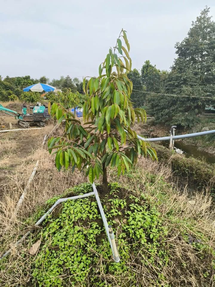 Đất vườn An Thái Trung Cái Bè 7 công giá 550 triệu - Cơ hội đầu tư hấp dẫn!