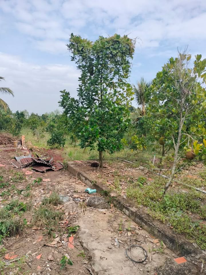 Đất Farm 2200m² tại Thanh Mỹ, Đồng Tháp - Giá chỉ 1.4 tỷ, Tiềm năng phát triển lớn