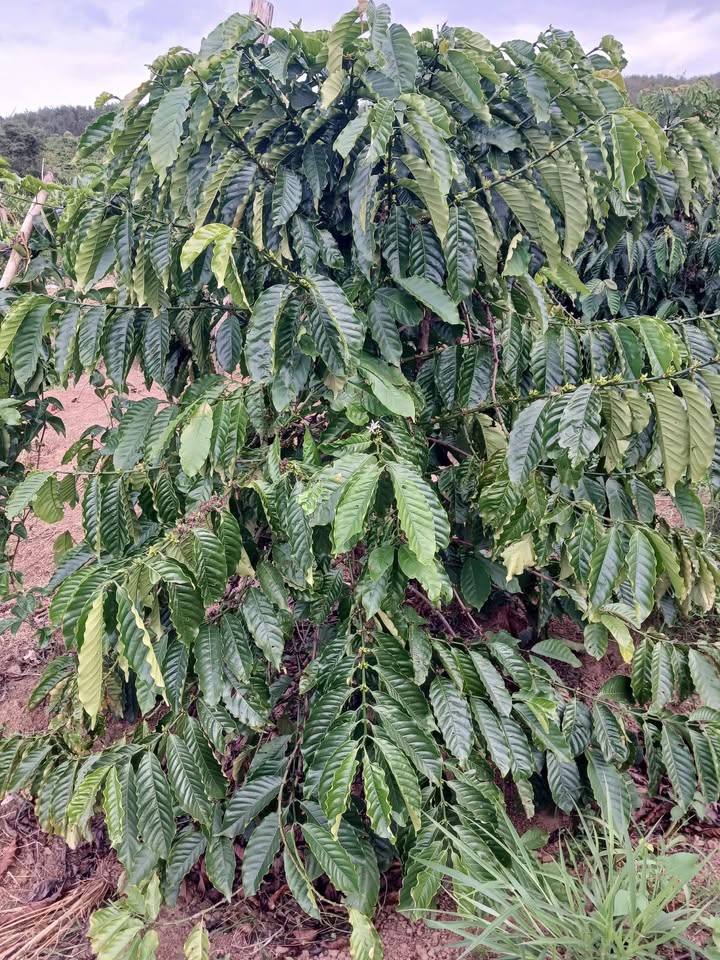 Đất thổ cư 1hec3 thôn 8 xã Ea Nam giá 950 triệu - Sổ đỏ chính chủ!