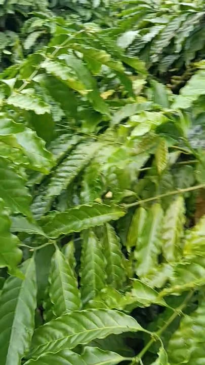 Farm 1ha tại Cư Ni, Ea Kar - Đất thổ cư, thuận lợi kinh doanh cafe!