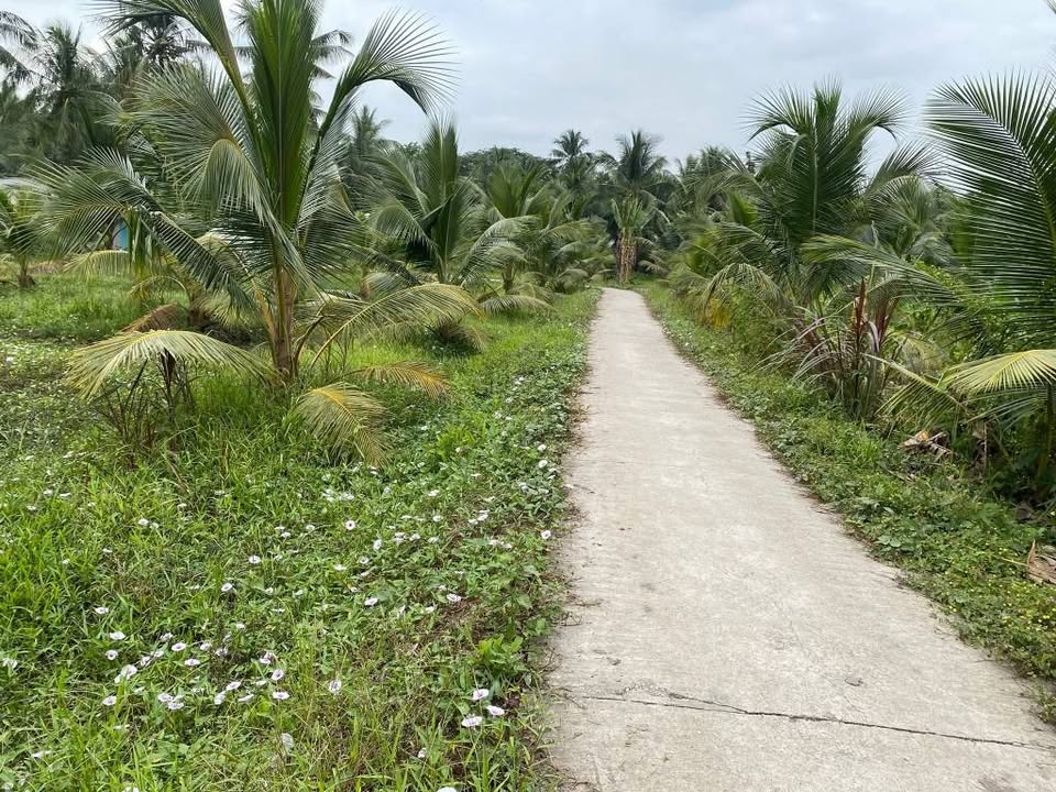 Đất vườn 10 công tại ấp 2, xã Phong Thạnh - Giá chỉ 2 tỷ, cơ hội đầu tư tuyệt vời!