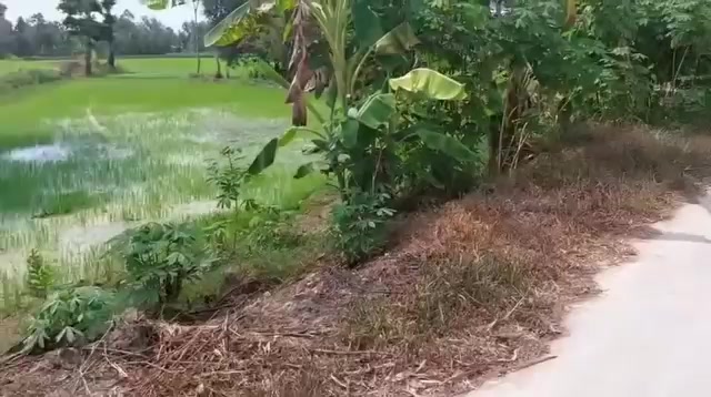 Đất trồng cây lâu năm mặt tiền 20m tại Kiên Giang - Giá 2 tỷ, đầu tư sinh lời!