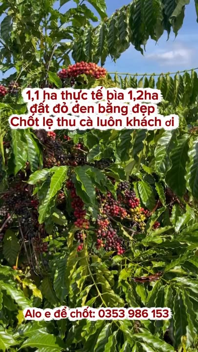 Đất nông nghiệp Ea Khal 12000m² giá 1.7 tỷ - Chính chủ bán gấp, đầu tư sinh lời!