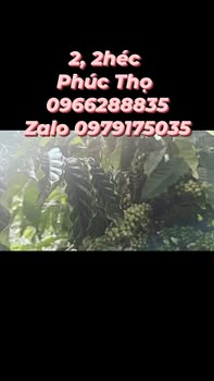 Đất nông nghiệp Phúc Thọ 22.000m² - Giá thỏa thuận, vị trí đắc địa!