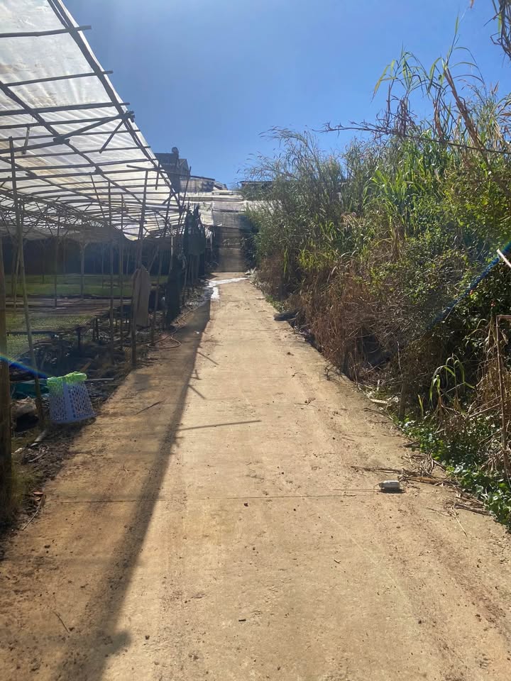 Đất nguyên thổ Lâm Viên, Đà Lạt 82.53m² giá 1.35 tỷ - Cơ hội đầu tư hiếm có!