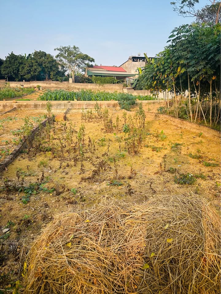 Đất thổ cư Hoàng Khai 105m² giá 600 triệu - Đường ô tô đỗ cửa, đầu tư sinh lời!