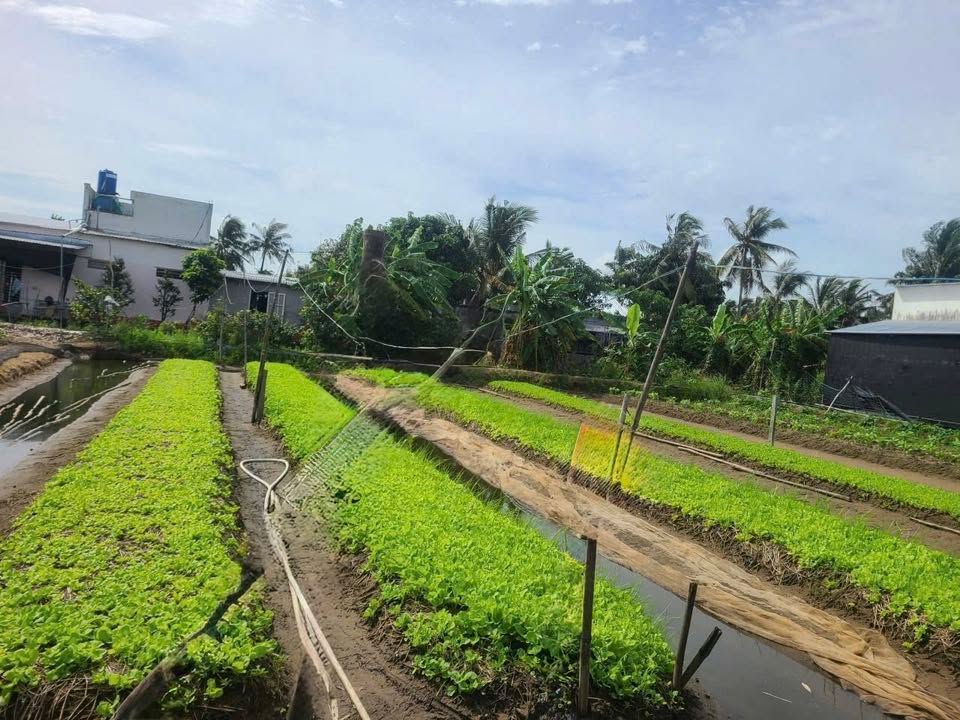 Đất nền hẻm 36 Sư Vạn Hạnh, An Bình 300m² giá 950 triệu - Cơ hội đầu tư hấp dẫn!