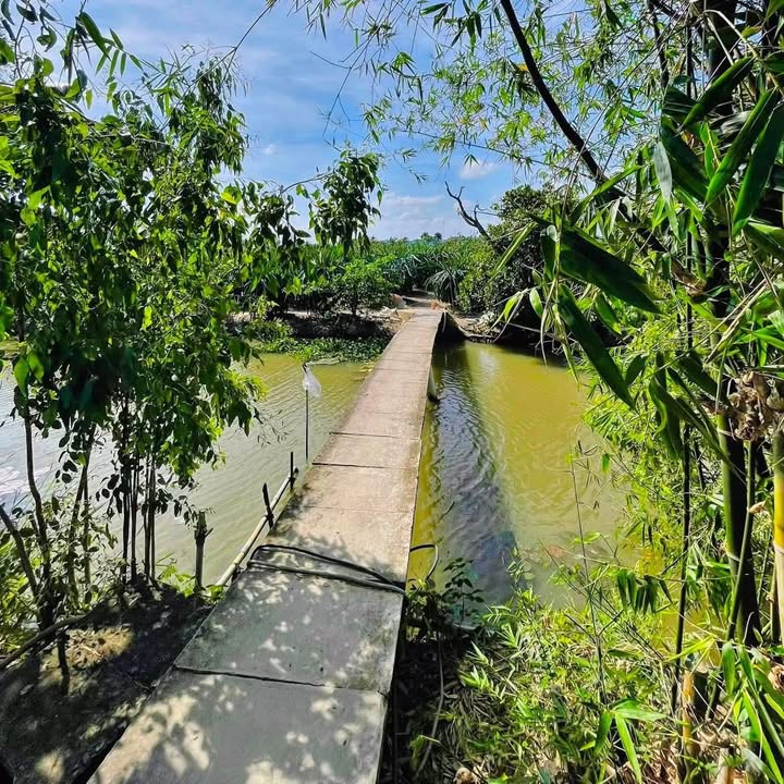 Đất nền 1.000m² tại ấp Long An, xã Quơn Long - Giá chỉ 890 triệu, thương lượng tốt!