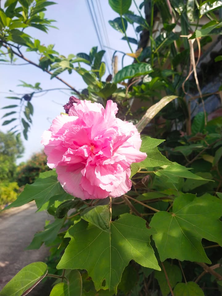 Nhà mặt tiền Võ Thị Sáu, Long Hải 79m² giá 3.8 tỷ - Cơ hội không thể bỏ lỡ!