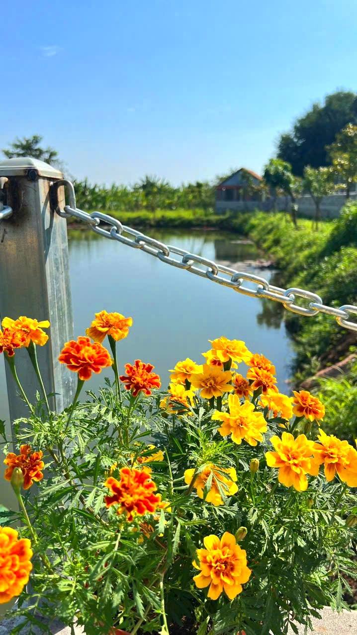 Farm nghỉ dưỡng Long Tân 50000m² giá 7.5 tỷ - Đầu tư sinh lời ngay!