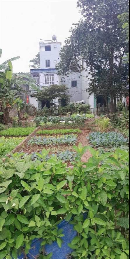 Đất ở Thôn Hương Đình Đoài, Mai Đình, Sóc Sơn 60.8m² giá 3 tỷ - Sổ đỏ đẹp, ô tô vào tận nơi!