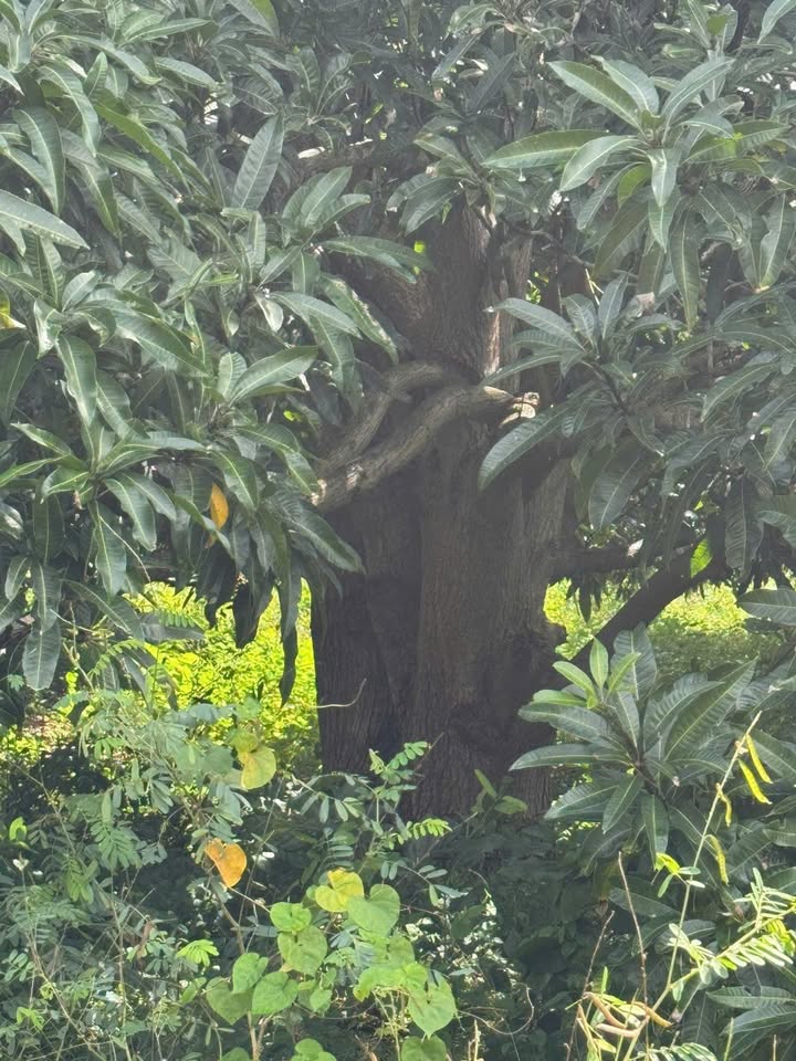 Đất Cam Hải Tây 1080m² giá 1.197 tỷ - Sổ đỏ chính chủ, đầy đủ tiện ích!