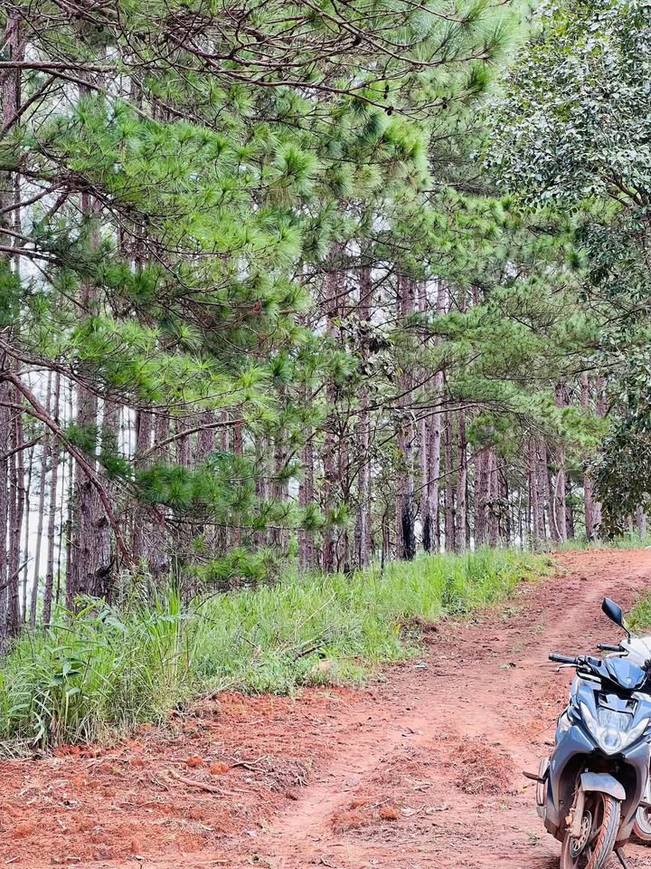 Đất nền Nam Ban, Lâm Hà 1935m² giá 1.2 tỷ - Vị trí tiềm năng cho đầu tư!