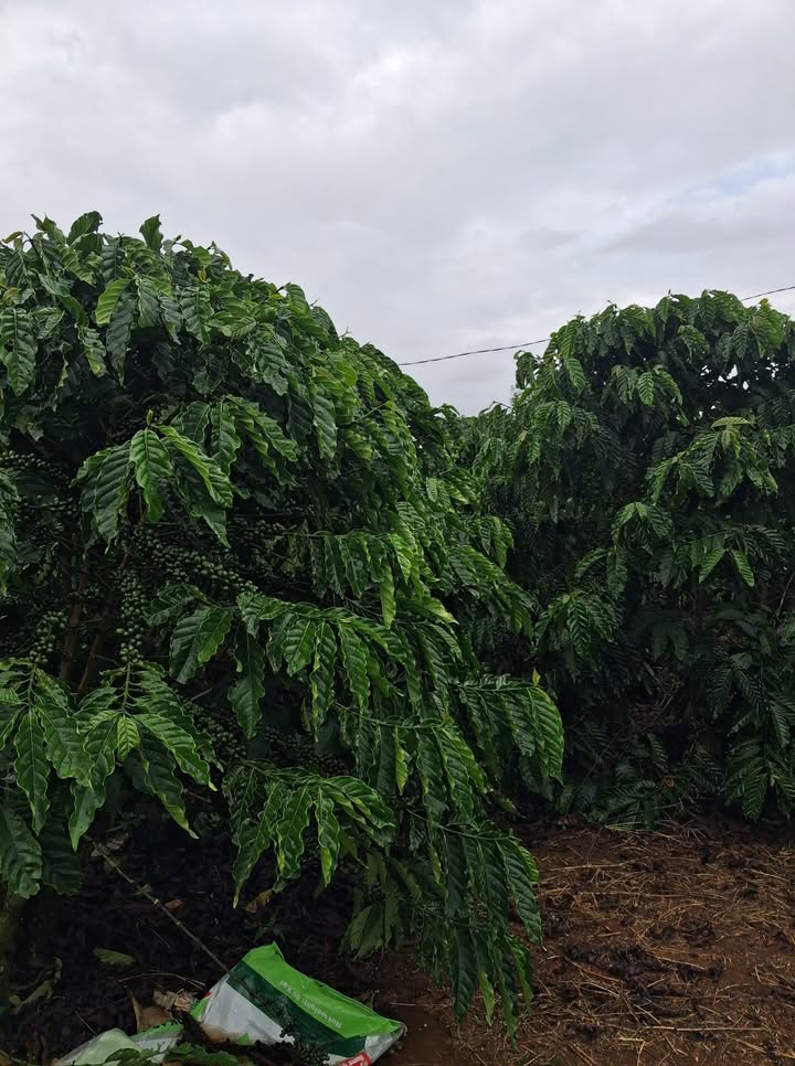 Đất Farm Phúc Thọ 7300m² giá 3.4 tỷ - Đầu tư sinh lời nhanh chóng!