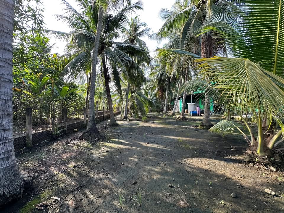 Đất vườn dừa 1130m² tại Ấp Bình Long, Tiền Giang - Giá chỉ 2.825 tỷ