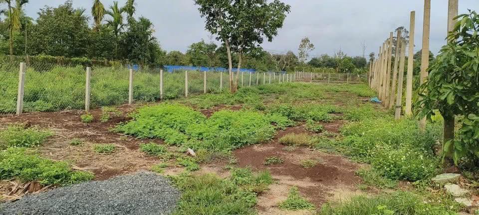 Đất nền Tổ dân phố 17 Tân An 520m² giá 1.65 tỷ - Đầu tư sinh lời ngay!