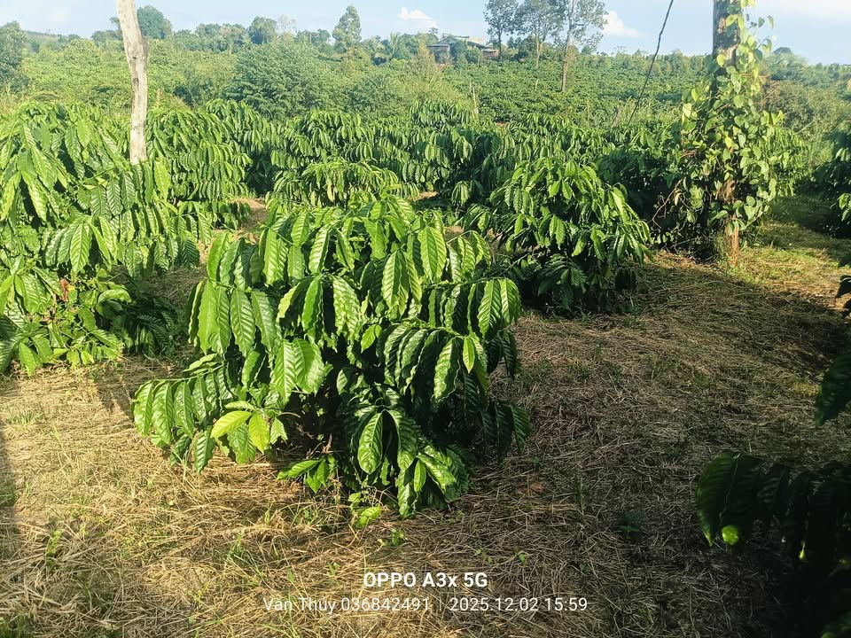 Đất nền Đắk R'La 11,000m² giá 2.6 tỷ - Đầu tư sinh lời ngay!