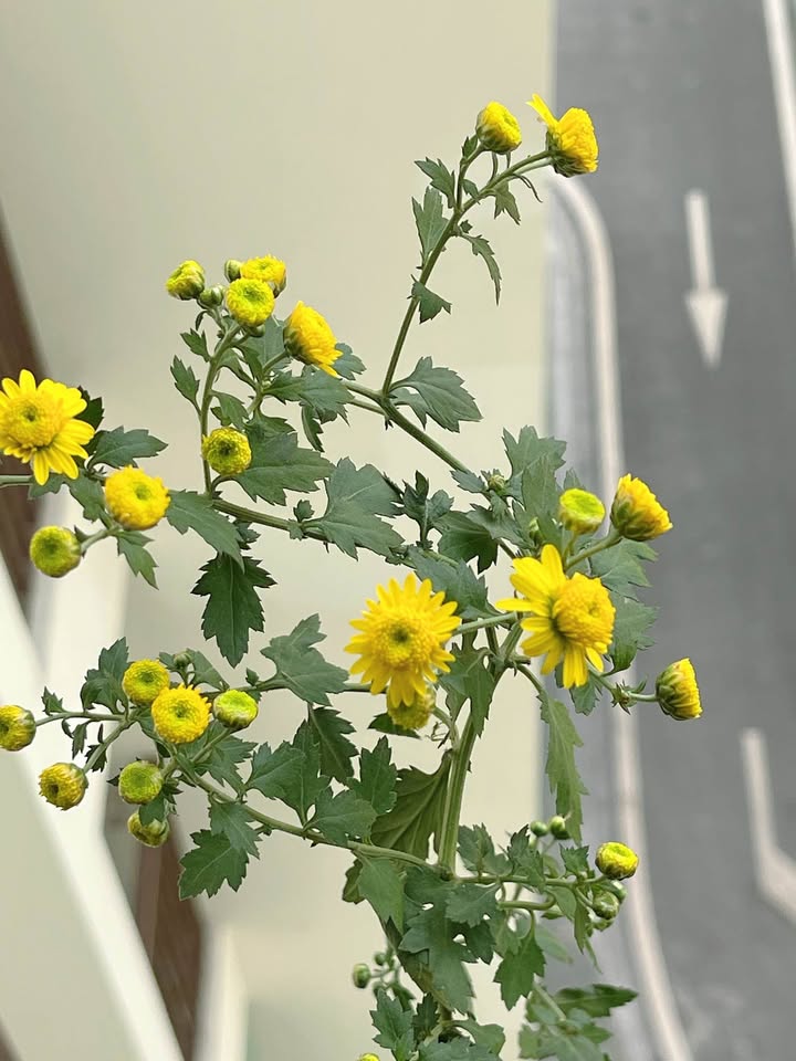 Đất nền Phú Xuân Thái Bình 93m² giá chỉ 2xx triệu - Cơ hội đầu tư hấp dẫn!