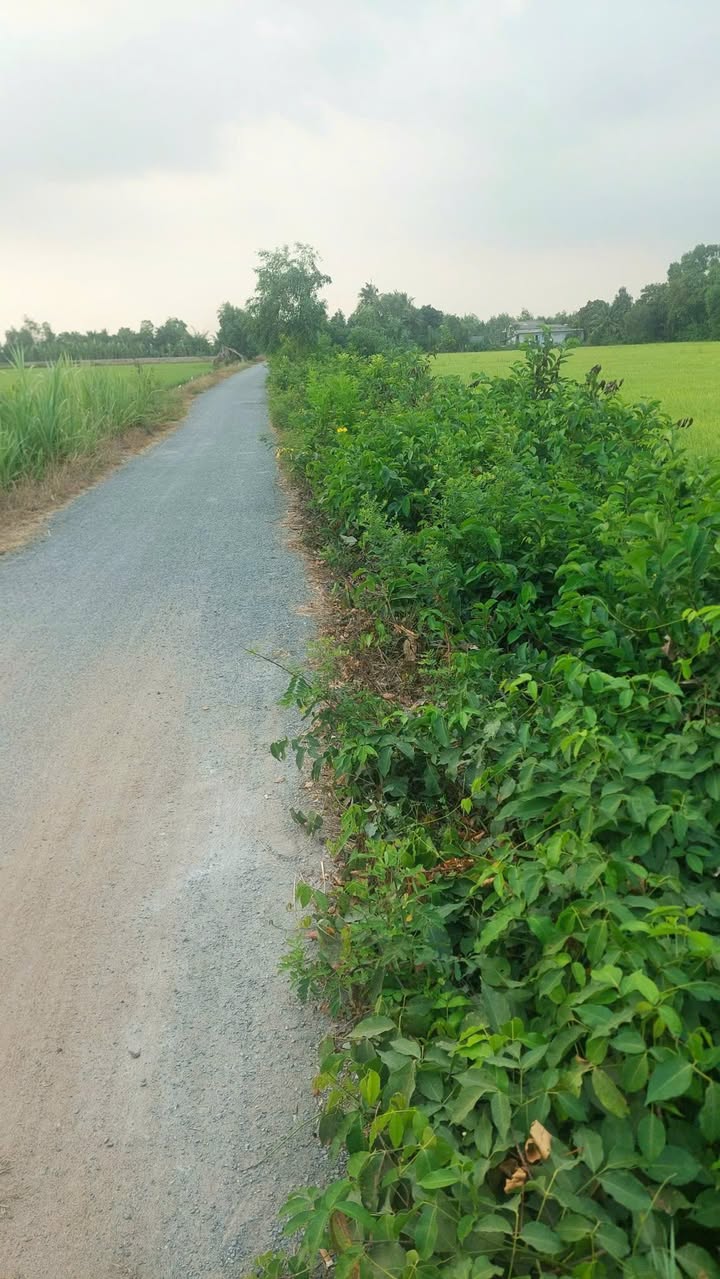 Đất thổ cư An Hòa 1, Thủ Thừa, Long An 48,000m² - Cơ hội đầu tư sinh lời!