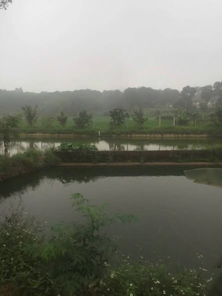 Đất vườn 14.000m² tại Suối Hai, Ba Vì - Giá chỉ 1 triệu/m², đầu tư sinh lời!