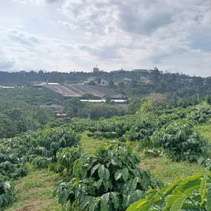 Đất nền 1077m² đường Lương Văn Can, Bảo Lộc giá chỉ 2.1 tỷ - Đầu tư sinh lời ngay!