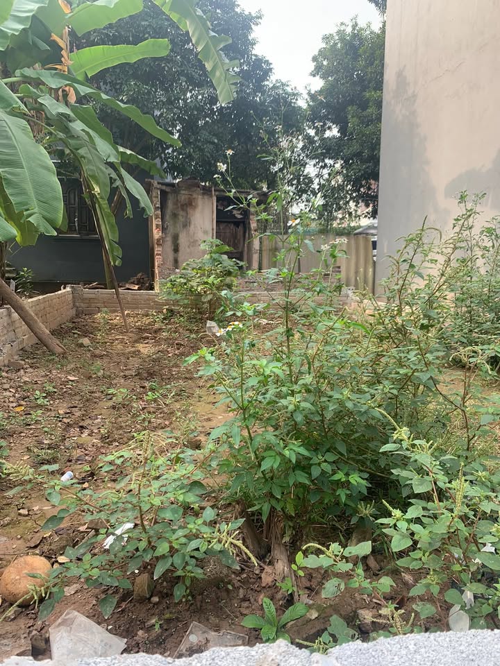 Đất nền Nam Phù, Thanh Trì 50m² giá 3 tỷ - Đường ô tô vào tận nơi!