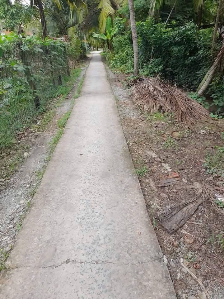 Vườn dừa xiêm 1130m² tại Châu Hưng, Bình Đại - Đầu tư sinh lời ổn định!