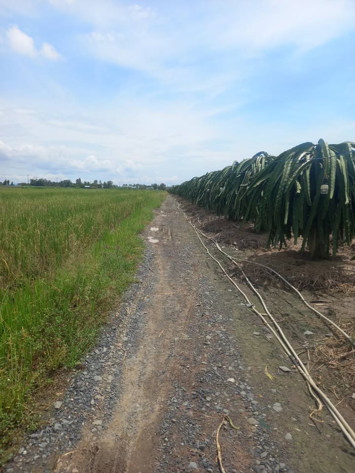 Đất nền 145m² tại ấp Xóm Tựu, Kiểng Phước - Giá chỉ 250 triệu - Cơ hội đầu tư hấp dẫn!