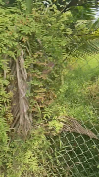 Đất thổ cư Nhị Quý, Cai Lậy 450m² giá 390 triệu - Sổ hồng chính chủ, thương lượng ngay!