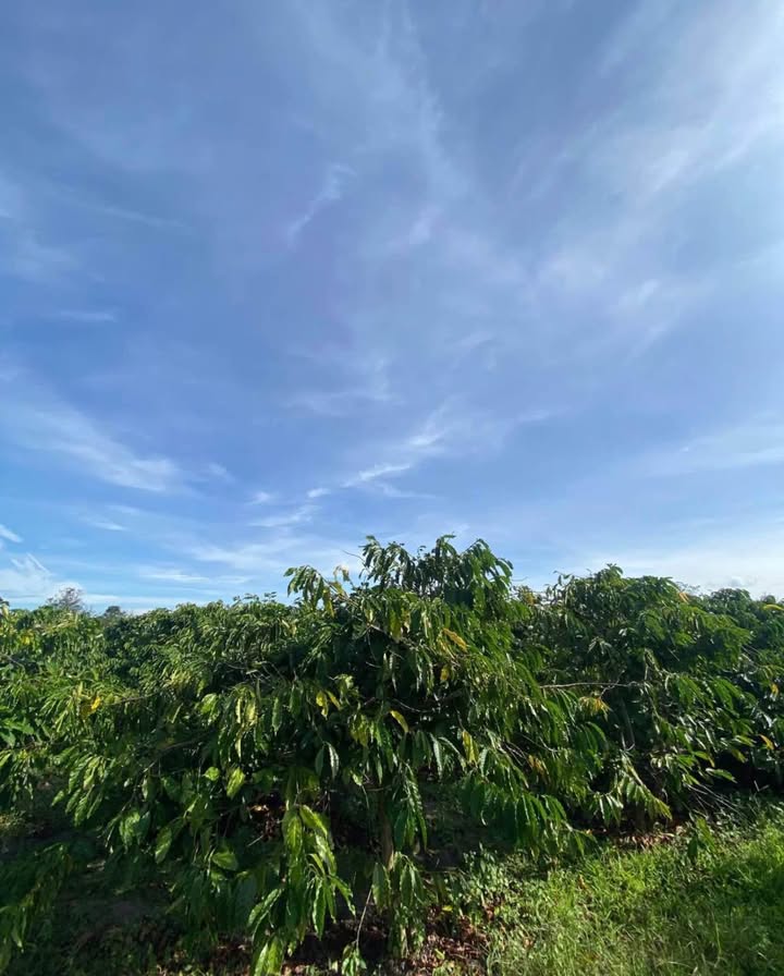 Đất nền Diên Phú, Pleiku 3600m² giá 490 triệu - Cơ hội đầu tư hấp dẫn!