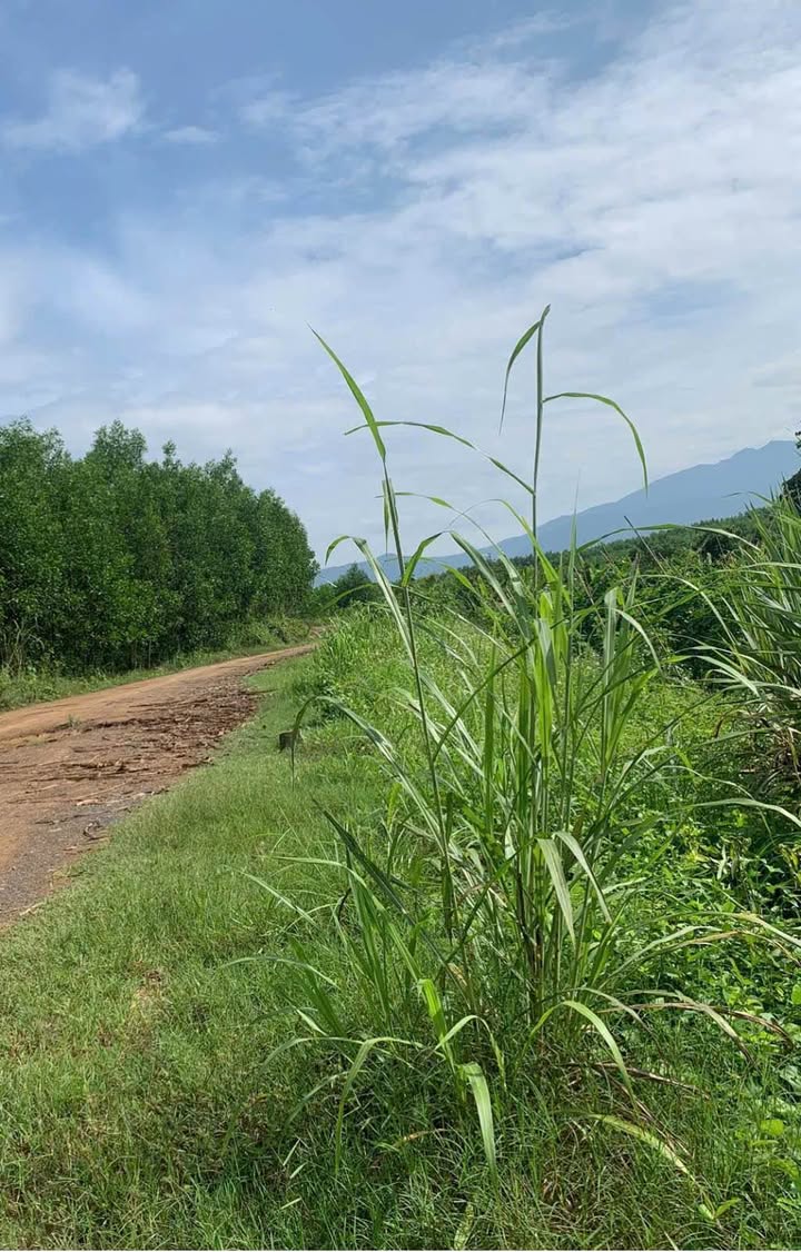 Đất cây hàng năm Diên Xuân 250m² giá 150 triệu - Sổ đỏ chính chủ, bớt lộc!