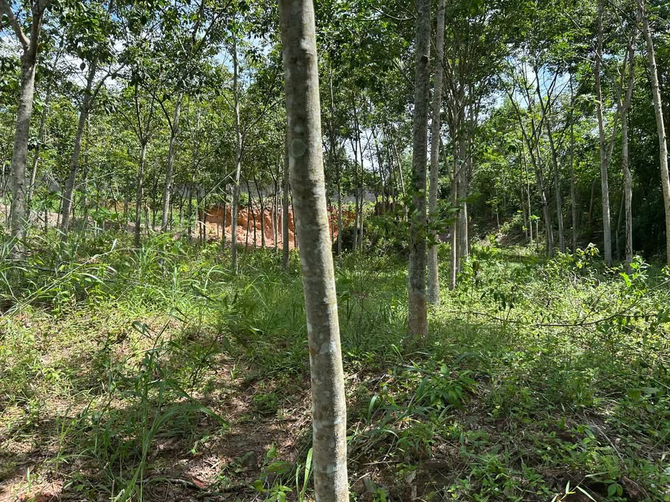 Đất Farm 1ha mặt tiền Định Thành 09 - Giá chỉ 5.5 tỷ, Tiềm năng đầu tư lớn!